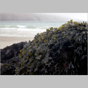 Tengeri növény - Keem beach